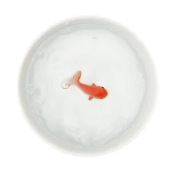 Accessoire animaux BOL POISSON coloris blanc - 4MURS