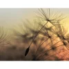 Papier peint panoramique XL PURITY 350 x 255 cm - 4MURS