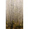 Papier peint panoramique L BIRCH TREE 159 x 280 cm - 4MURS