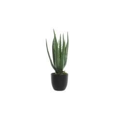Plante ALOE VERA coloris vert - 4MURS